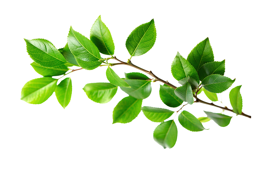 Trusted Plant Nursery In UAE