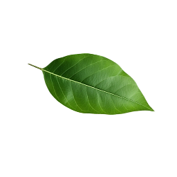 Buy Plants Online in UAE Fresh & Healthy Nursery Plants